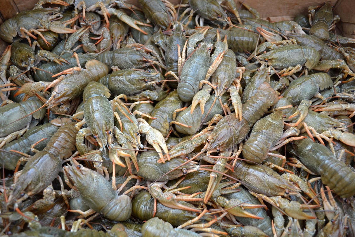 Раки живые (крупные, доставляем от 3кг)